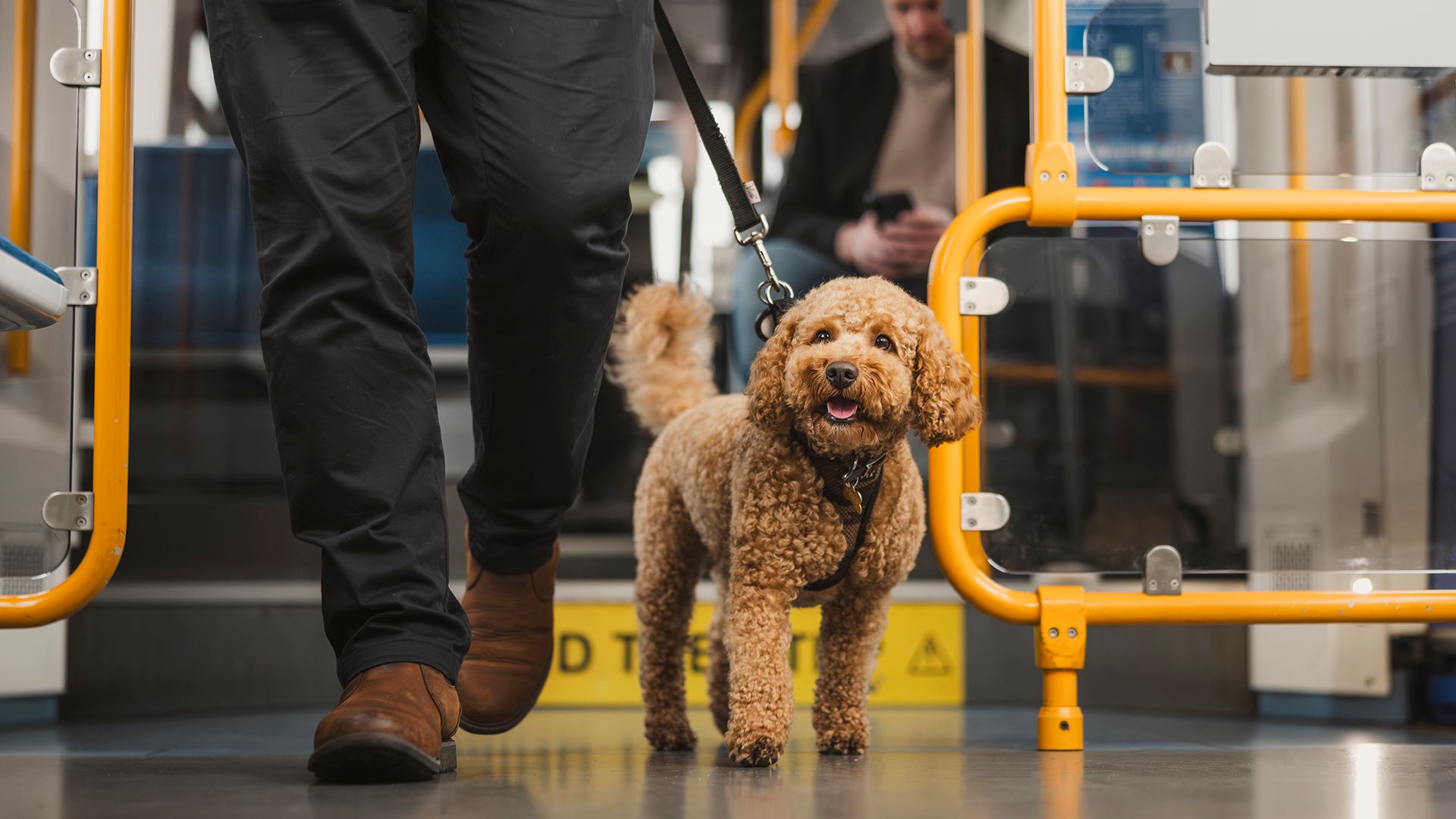 Dog on a tram