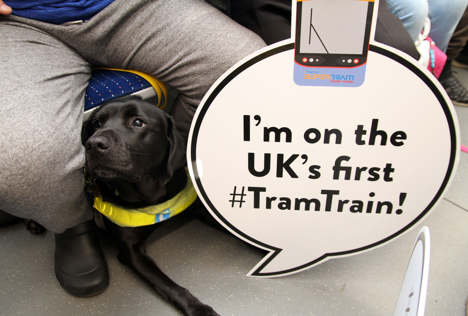 Black dog sat on floor of tram train